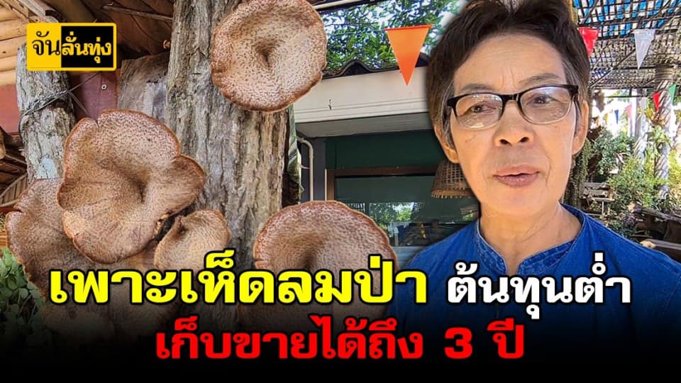 ชาวลำปาง เพาะเห็ดลมป่า ต้นทุนต่ำทำราคาดี เก็บขายได้ถึง 3 ปี