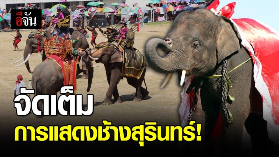 เปิดม่าน การแสดงช้าง ครบรอบ 60 ปี งานช้างสุรินทร์