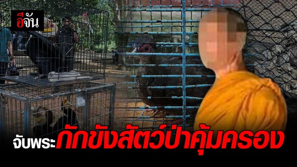 พญาเสือ บุกค้นคาวัด พระ ขังชีวิตสัตว์ป่าคุ้มครอง