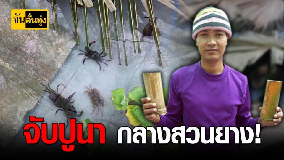 คิดใหม่ทำเงิน เลี้ยง ปูนา ใน สวนยาง รายได้ดี ไม่ง้อ ราคายาง