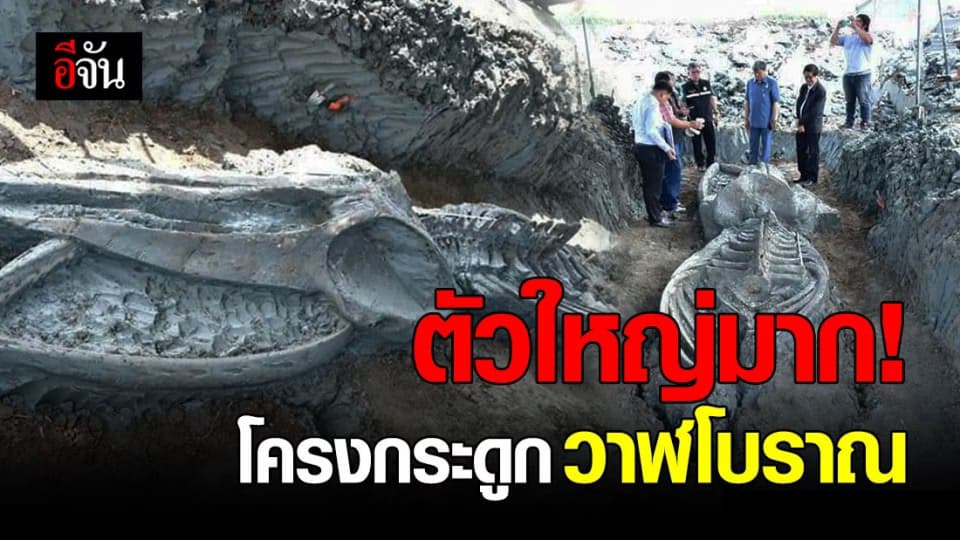ฮือฮา! โครงกระดูกวาฬโบราณ ที่ บ้านแพ้ว