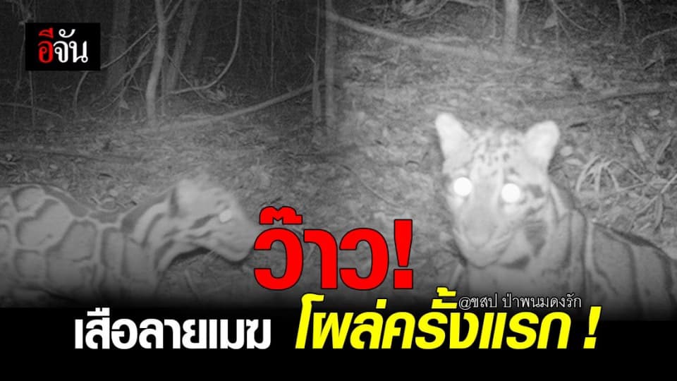 เซอร์ไพรส์! เสือลายเมฆ โผล่ครั้งแรก ในรอบ 20 กว่าปี ขสป.ป่าพนมดงรัก
