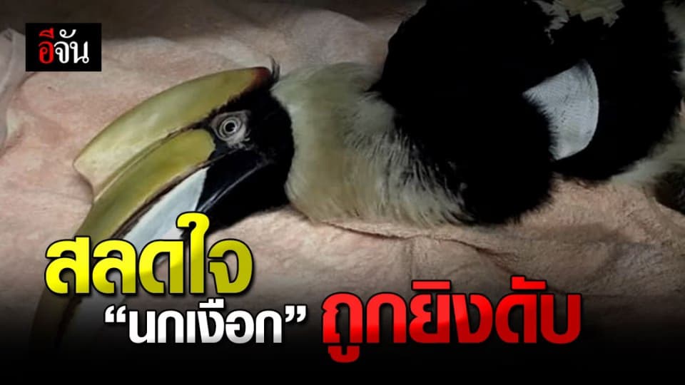 แพทย์สุดยื้อ  “ นกเงือกตาย ” หลัง ” ถูกยิง ” ถาม ฝีมือของใคร ?