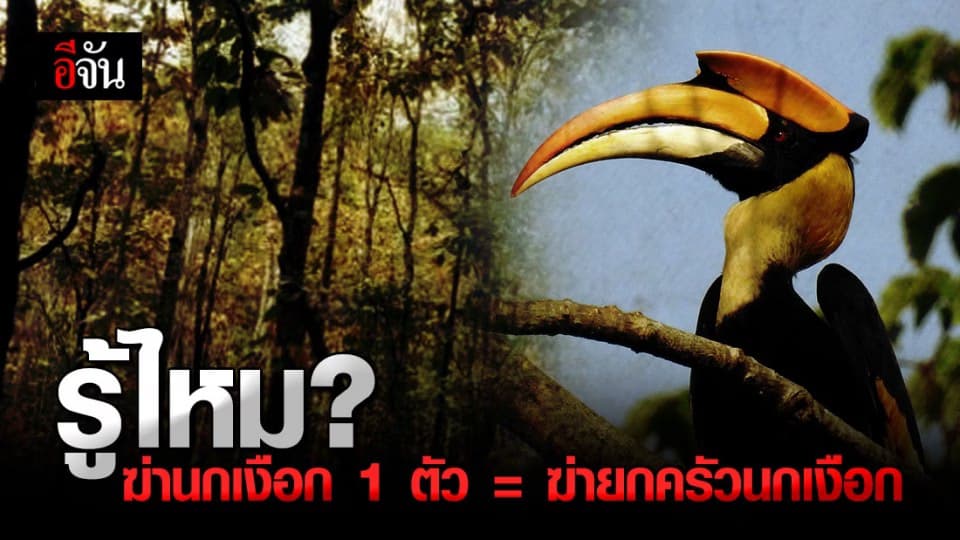 สุดเศร้า หาก นกเงือกตาย 1 ตัว อาจ คร่าชีวิตนกเงือก อีก 2 ตัว