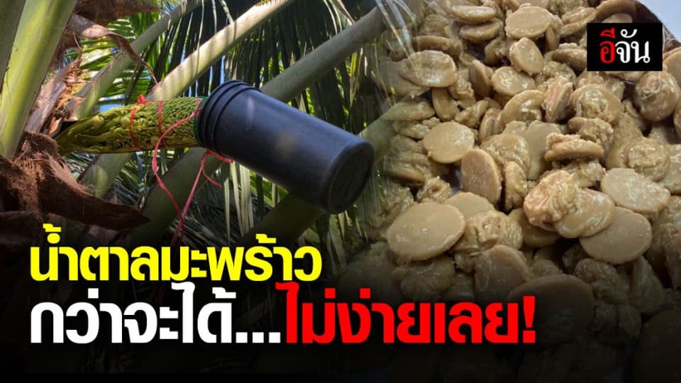 เปิดขั้นตอนทำ น้ำตาลมะพร้าว สวนน้ำตาลบังเละ ราชบุรี