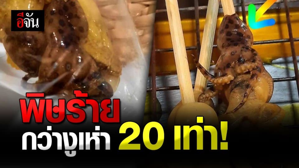 เตือน สายหมึกย่าง ระวัง “ หมึกบลูริง ” พิษร้ายกว่างูเห่า 20 เท่า หลังพบเสียบไม้ขาย