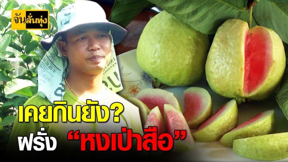ฝรั่ง หงเป่าสือ ไส้แดง พืชเศรษฐกิจ ตัวใหม่มาแรง