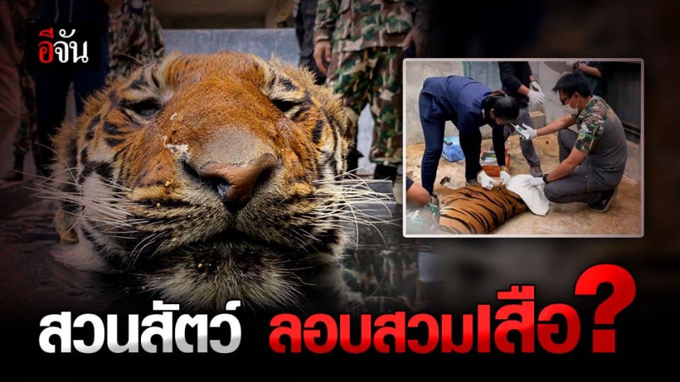 พญาเสือ บุกยึดเสือโคร่ง ‘มุกดาสวนเสือ’ หลังพบ DNA ไม่ตรงพ่อเเม่