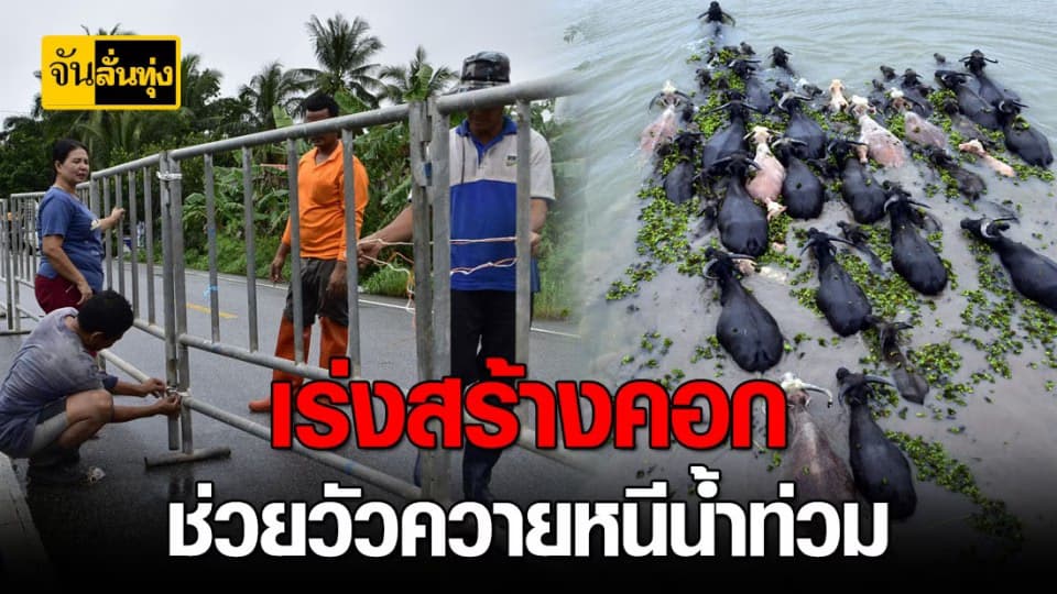 เกษตรกร พัทลุง เดือดร้อนหนัก เร่งสร้างคอกพา โคกระบือ หนี น้ำท่วม