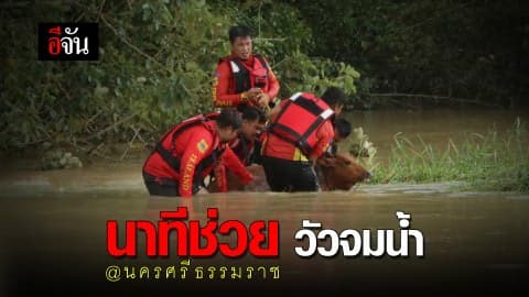 นาทีช่วย วัวจมน้ำ #นครศรีธรรมราช