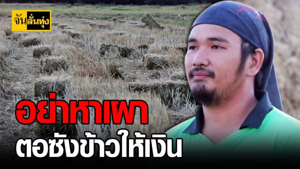ตอซังข้าว หลังเก็บเกี่ยว อย่าเผา เอาเป็นเงินได้