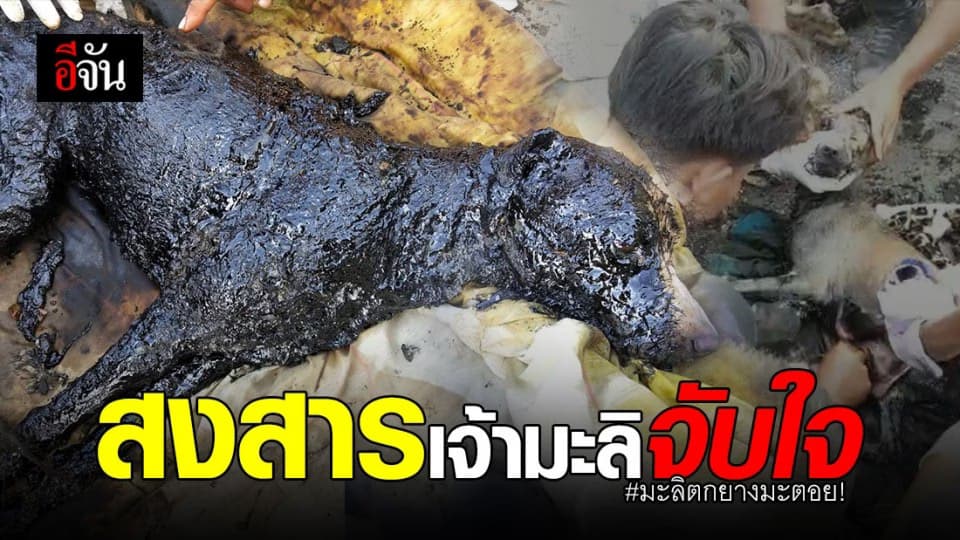 มะลิ หมาพันธุ์ไทย อายุ 2 ปี ตกบ่อยางมะตอย รอดหวุดหวิด!