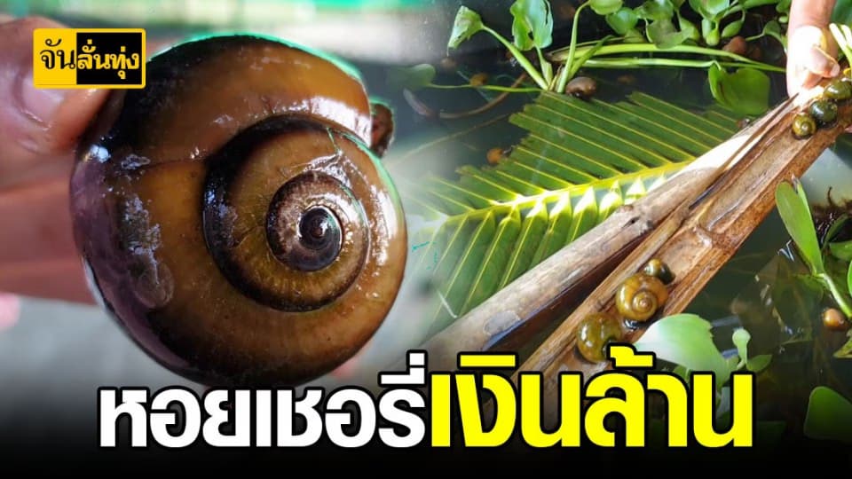 เกษตรกร เลี้ยง หอยเชอรี่ ระดมความคิด พาหอยสู่เงินล้าน