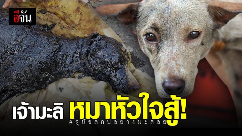 หัวใจสู้ ! มะลิ หมาตกบ่อยางมะตอย เคยเฉียดตายมาแล้ว 2 ครั้ง