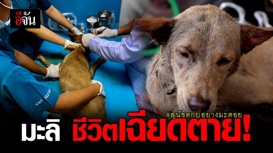 เปิดอาการล่าสุด มะลิ หมาตกบ่อยางมะตอย เฉียดตายมาแล้ว 2 ครั้ง