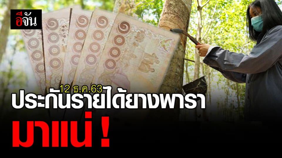 ชาวสวนยาง ยิ้ม รัฐบาลไฟเขียว ธ.ก.ส. จ่าย ประกันรายได้ยางพารา