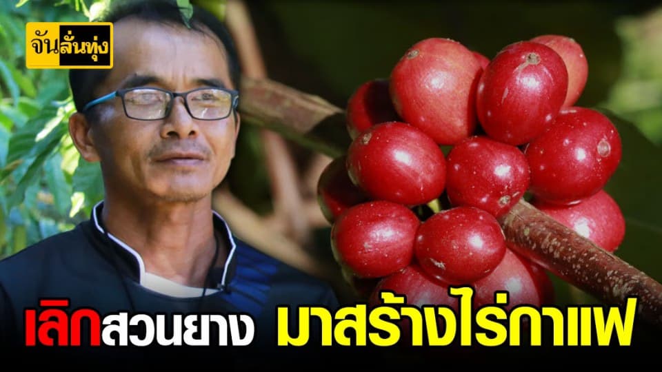 ชาว ตราด ทิ้ง สวนยาง หันมาสร้างไร่ กาแฟ สร้างรายได้ดีกว่าเดิม