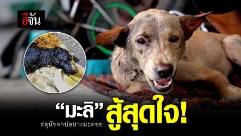 ชีวิตใหม่ มะลิ หมาตกบ่อยางมะตอย!!!