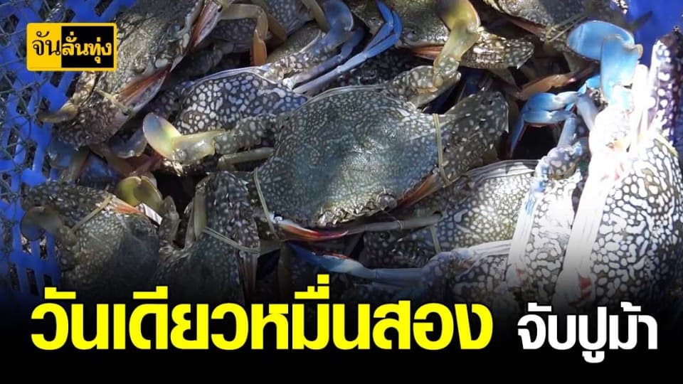 ชาวประมง สงขลา เฮ จับ ปูม้า วันเดียวได้เป็นหมื่น