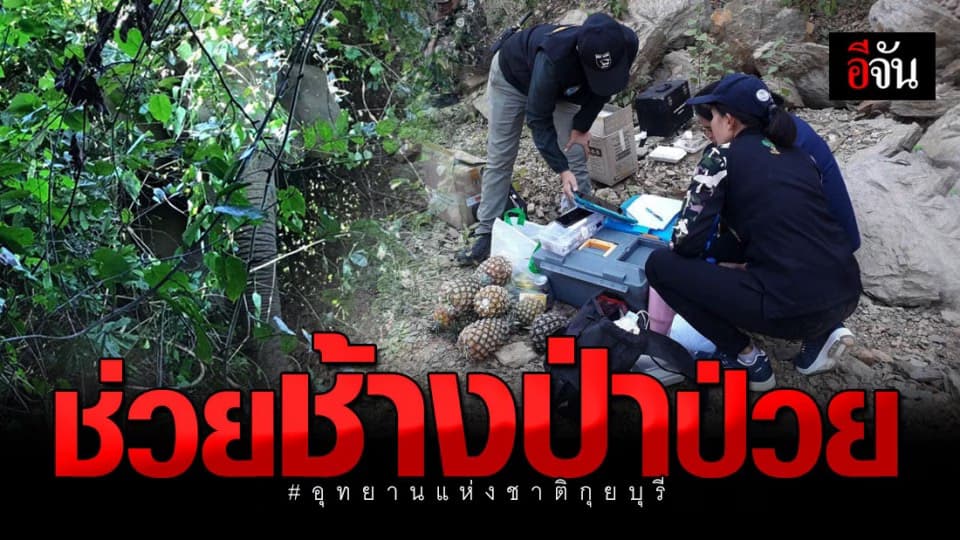 จนท. อุทยานแห่งชาติกุยบุรี ช่วย ช้างป่า ได้รับบาดเจ็บ