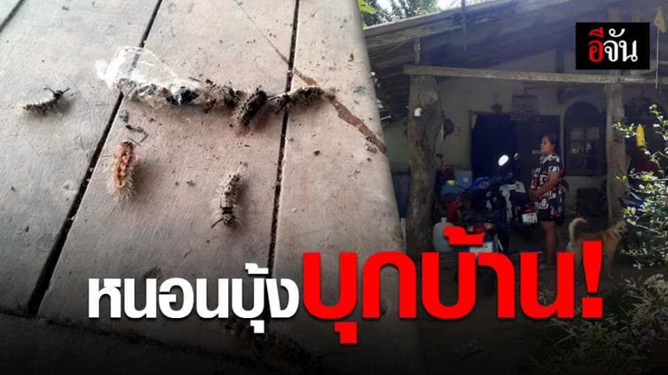 ชาวบ้านควนกอ กระบี่ วอนหน่วยงานช่วย กำจัด หนอนบุ้ง