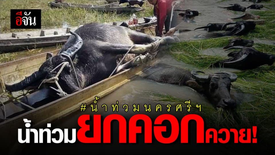 นครศรีธรรมราช น้ำท่วม ไม่พัก เกษตรกร เดือดร้อนหนัก น้ำท่วมยันคอควาย!