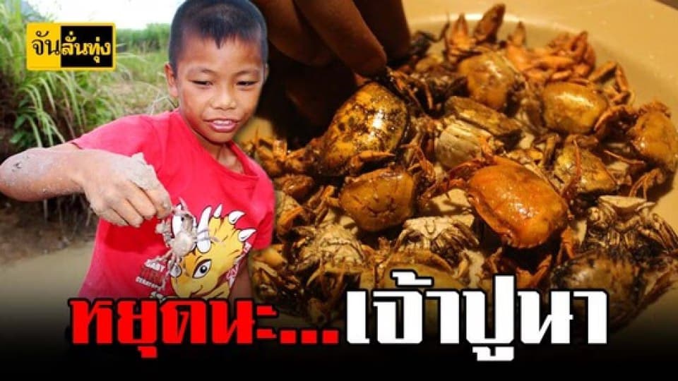 เด็กน้อย โคราช พาจับ ปูนา แถมพากิน ปูนาทอด อร่อยสุดใจ