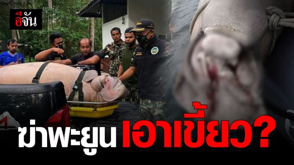 สลดรับสิ้นปี! พะยูน ตรัง ถูกฆ่าตัดเขี้ยว