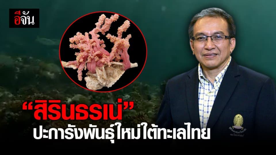 จุฬาลงกรณ์มหาวิทยาลัย พบปะการังสายพันธุ์ใหม่ของโลก กรมสมเด็จพระเทพฯ พระราชทานชื่อ “ สิรินธรเน่ ”