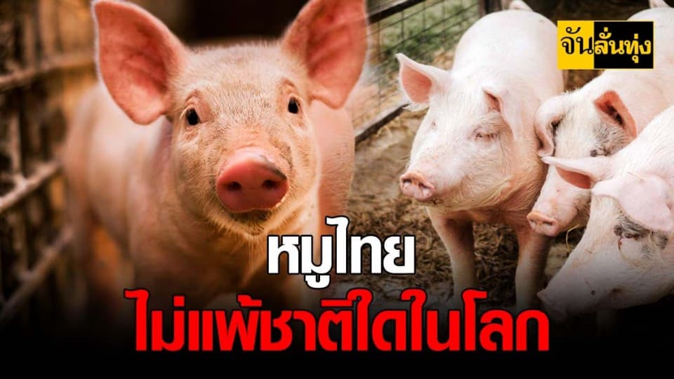 ปศุสัตว์ ยัน หมูไทย ปลอดภัย ส่งออก ได้ไร้ปัญหา