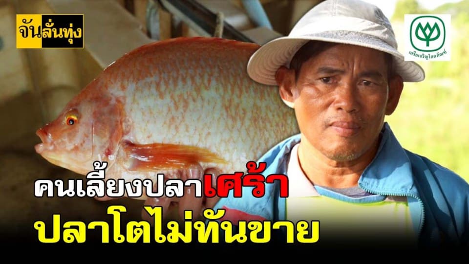 หนาว เป็นเหตุ เกษตรกร ขอนแก่น เศร้า ปลากระชัง โตช้า