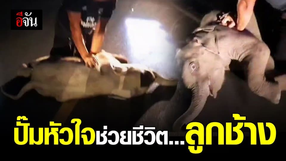 นาทียื้อชีวิต! กู้ภัย CPR ปั๊มหัวใจ ช่วยชีวิต ลูกช้างถูกรถชน