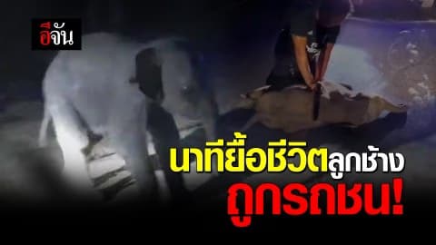 นาทียื้อชีวิตลูกช้าง ถูกรถชน!
