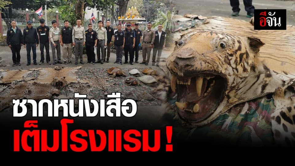 เหยี่ยวดง ตรวจสอบ โรงแรม ดังกลางกรุง ยึดซาก หนังเสือ เพียบ!