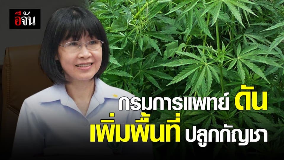 กรมการแพทย์แผนไทย จ่อดัน พื้นที่ปลูกกัญชา ทั่วประเทศ รองรับแผนปี 64