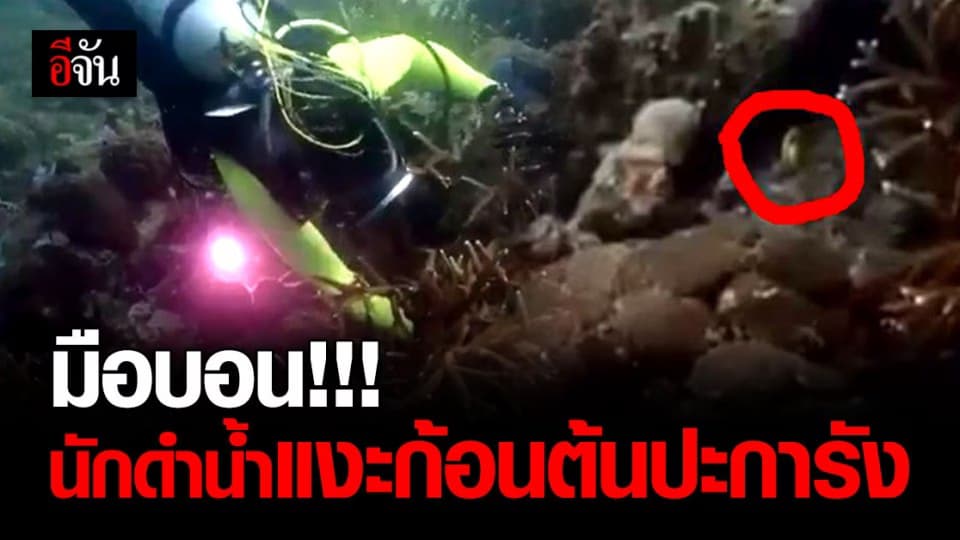 นักอนุรักษ์เดือด นักดำน้ำแงะก้อนต้นปะการัง ใต้ทะเลอุทยานตะรุเตา