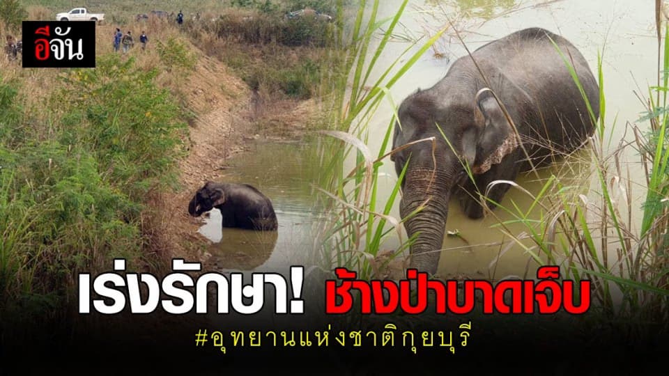 จนท. อุทยานแห่งชาติกุยบุรี – สัตวแพทย์ เร่งรักษา ช้างป่า บาดเจ็บ