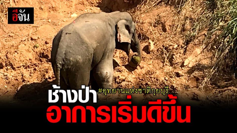 สัตวแพทย์เร่งรักษา ช้างป่า อุทยานกุยบุรี เผย อาการเริ่มดีขึ้น