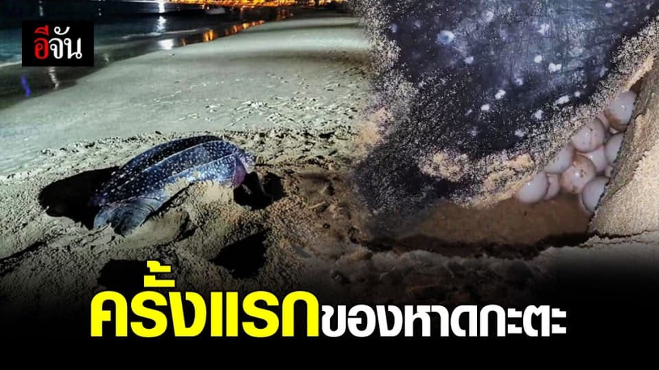 เต่ามะเฟือง วางไข่ หาดกะตะ รับปีใหม่ 2564