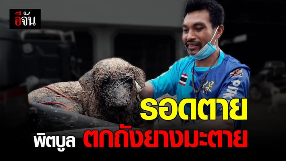 กู้ภัย กระบี่ ช่วย พิตบูล ติด ยางมะตอย รอดตาย