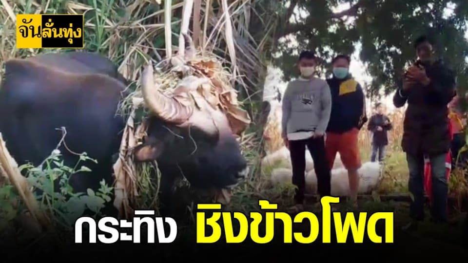 กระทิง ลงไร่ ข้าวโพด ชาวบ้าน โคราช