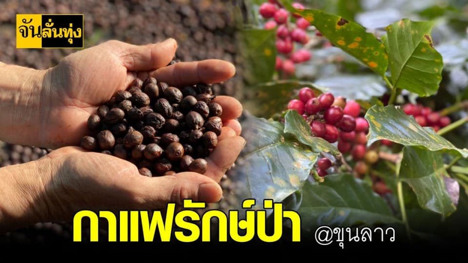 กาแฟรักษ์ป่า กาแฟต้นน้ำ ธรรมชาติที่เกื้อกูลกัน