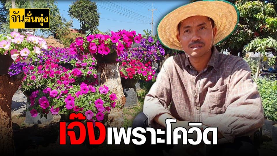 โควิด เป็นเหตุ เกษตรกร ภูเรือเครียด พิทูเนีย พาเป็นหนี้