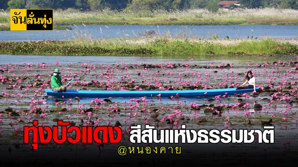 พาเที่ยว หนองคาย ชม ดอกบัวแดง เบ่งบาน สวยงามสะพรั่ง