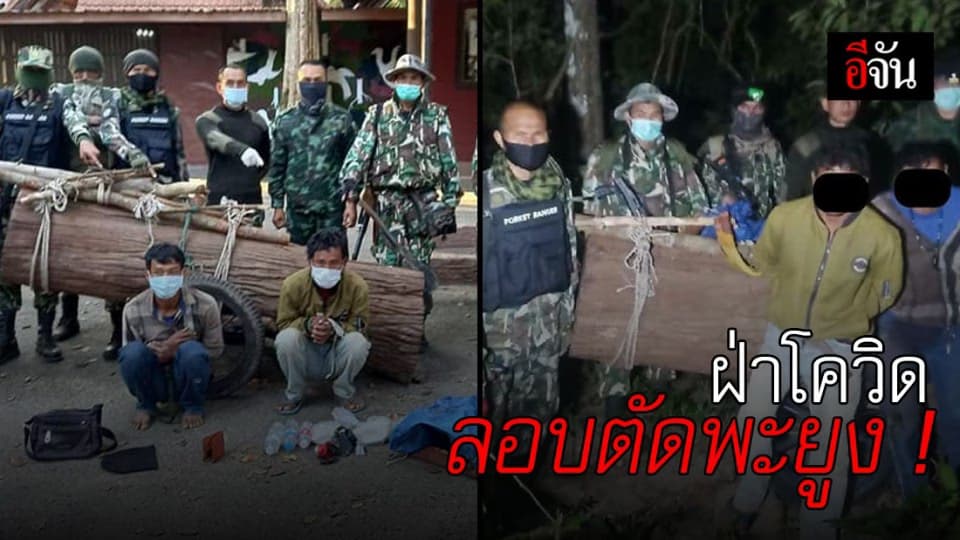 จับ 2 กัมพูชา ลอบตัด พะยูง ในป่า เขาพระวิหาร