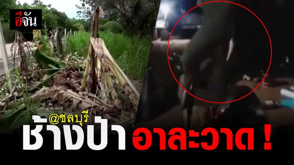 ชาวบ้าน ชลบุรี ผวา ! ช้างป่า “ ยันหว่าง “ อาละวาด วอน จนท. ช่วยเหลือ ด่วน !