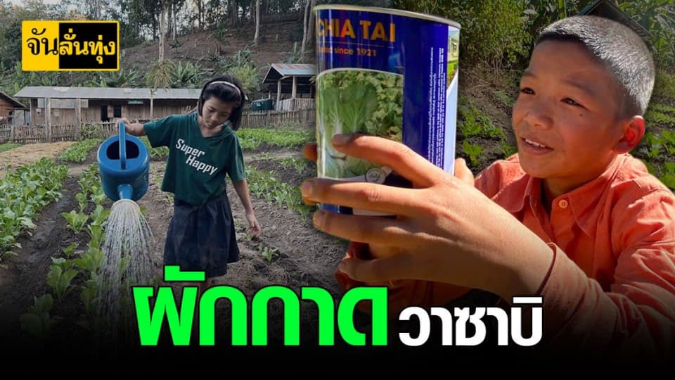 ผักกาดดอย ผักกาดวาซาบิ