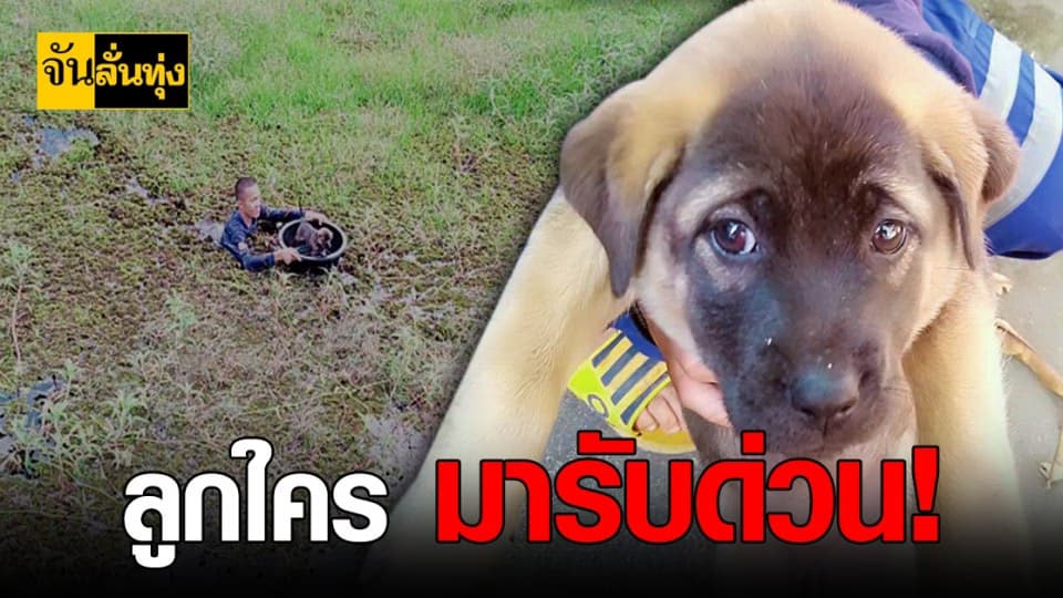 สุดระทึก ลูกหมา ตกน้ำลึก ชาวบ้าน กู้ภัย เร่งช่วย