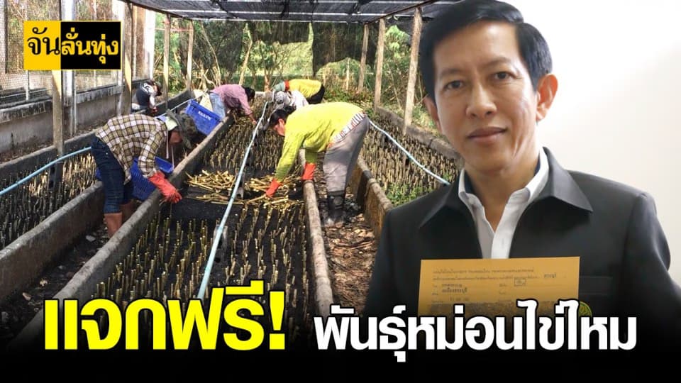 เเจกฟรี ! พันธุ์หม่อนไข่ไหม