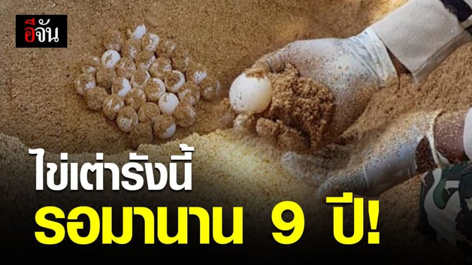 ชาวลิบง เฮ! เจอรัง ไข่เต่าตนุ ในรอบ 9 ปี